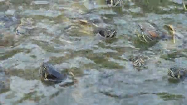 好奇的小斑点龟在水上农场等待和寻找食物在夏天的阳光明媚的一天 许多五颜六色的小海龟伸出脖子 在海水中寻找食物 — 图库视频影像