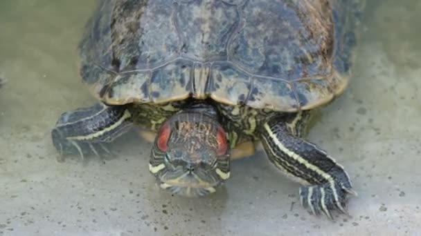 Two Colorful Turtles Spotted Shells Moving Sandy Beach Summer Impressive — Stock Video