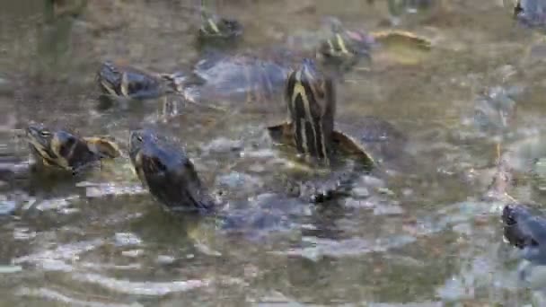 Divertenti Piccole Tartarughe Colorate Attesa Cerca Cibo Una Fattoria Acquatica — Video Stock