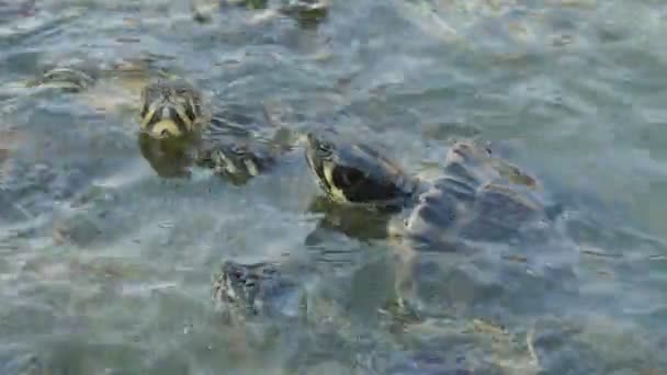 夏の水の農場で食べ物を待って 食べ物を求めている素敵な小さなカラフルな爬虫類は 夏の晴れた日に特別な農場で海に食べ物を求めて待っている小さなカラフルなカメの数十の素晴らしい眺め 陽気に見える — ストック動画