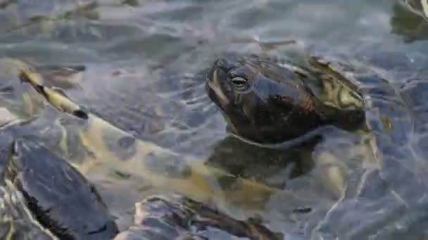Beaucoup de petites tortues cherchant et mangeant de la nourriture dans l'eau d'une ferme en été Vue impressionnante de beaucoup de petites tortues cherchant et mangeant de la nourriture en éclaboussant de l'eau sur une ferme spéciale par une journée ensoleillée en été. Ils ont l'air actifs et joyeux .