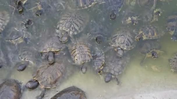 Troupeau de petites tortues nageant et rampant sur le rivage par une journée ensoleillée en été Vue drôle de nombreuses petites tortues rampant, nageant et rampant sur la côte de la mer de sable par une journée ensoleillée en été. Ils ont l'air actifs et joyeux .