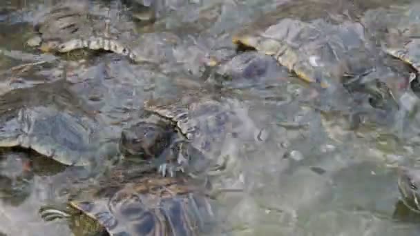 Schule Der Kleinen Schildkröten Schwimmend Und Kriechend Meeresufer Sonnigen Tagen — Stockvideo