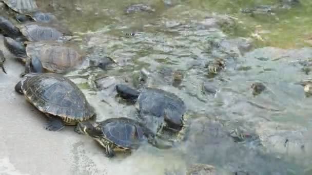 夏の晴れた日に海岸に泳いで忍び寄る小さなカメのギャングは 夏の晴れた日に忍び寄る小さなカメの数十の素晴らしい眺め 泳いで 砂浜の海岸に登ります 活発で陽気に見える — ストック動画