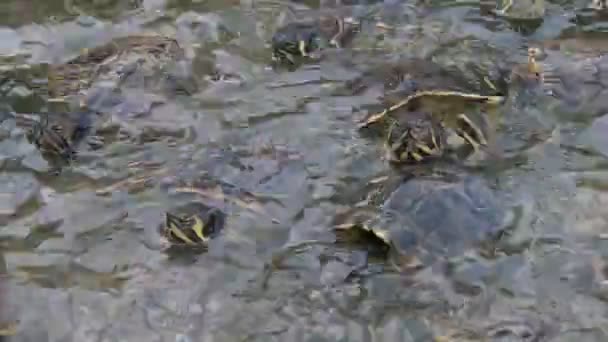 Skara Små Sköldpaddor Simma Och Krypa Stranden Solig Dag Sommaren — Stockvideo