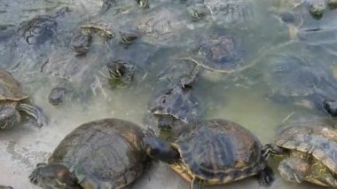 Küçük kaplumbağalar bir sürü yüzme ve yaz güneşli bir günde plaj tarama birçok küçük kaplumbağalar sürünen komik görünümü, tırmanma ve yaz aylarında güneşli bir günde bir havuz plaja almak için çalışıyor. Aktif ve neşeli görünüyorlar..
