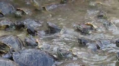 Birçok küçük kaplumbağalar yüzme ve yaz güneşli bir günde plaja tırmanma Küçük kaplumbağalar bir sürü heyecan verici görünümü sürünen, sürünen ve yaz aylarında güneşli bir günde bir gölet plaja almak için çalışıyor. Komik ve neşeli görünüyorlar..