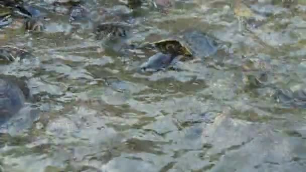 Десятки Дрібних Черепах Плавають Повзуть Березі Сонячний День Влітку Веселий — стокове відео