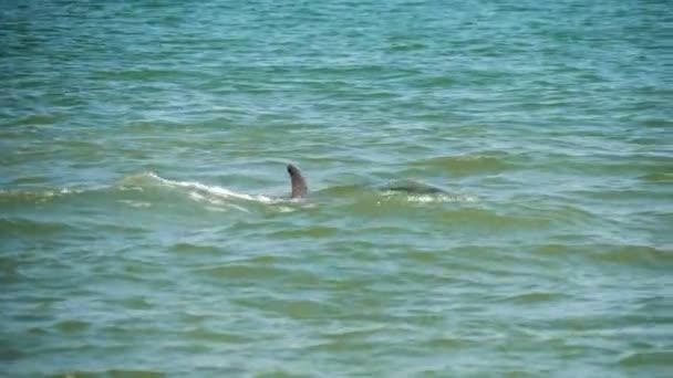 Delfín Plave Vypouští Proud Vody Krásný Delfín Plave Moři Břehu — Stock video