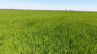 Yazın güneşli bir günde, yeşil pirinç bölgesinin düz kanalizasyon çukurlarıyla çekilen görüntüsü. Ufksuz yeşil pirinç tarlasının göz kamaştırıcı görüntüsü. Yazın güneşli bir günde alçaktan uçan bir dronun düz kanalizasyonu..