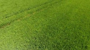 Güneşli bir günde, yeşil bir pirinç tarlasının havadan çekilmiş görüntüsü. Güneşli bir yaz gününde, uçsuz bucaksız yeşil pirinç tarlasının havadan çekilmiş görüntüsü. İlham verici ve neşeli görünüyor..