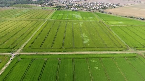 Zdjęcie Lotnicze Ogromnej Zielonej Ziemi Agro Drogami Okopami Latem Wspaniały — Wideo stockowe