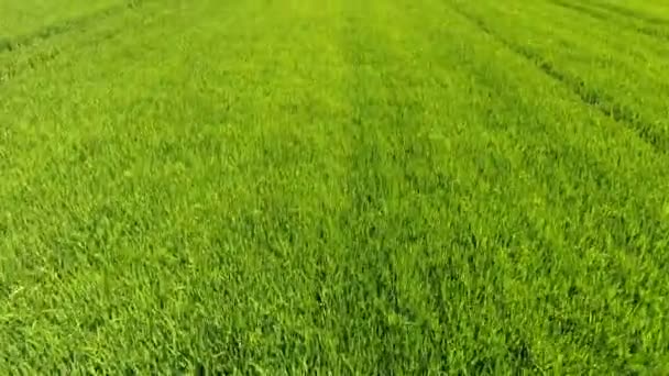Luftfoto Stort Landbrugsområde Med Smalle Grøfter Solrig Dag Sommeren Munter – Stock-video
