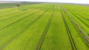 Yazın güneşli bir günde, ufksuz bir yeşil tarım alanının havadan çekilmiş görüntüsü. Yazın güneşli bir günde muazzam bir yeşil tarım arazisi. Tam ortasından düz bir kır şeridi geçiyor. Doğurgan görünüyor...