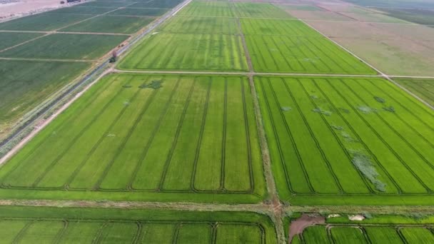 Légi Felvétel Egy Vízszintes Zöld Agro Mező Utak Árkok Nyáron — Stock videók