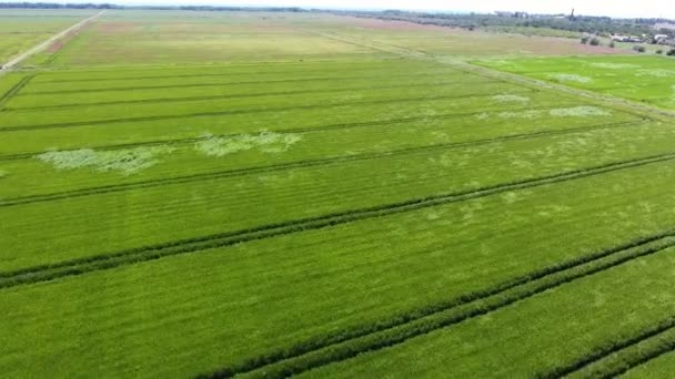 Foto Udara Dari Lahan Pertanian Besar Dengan Banyak Parit Pada — Stok Video