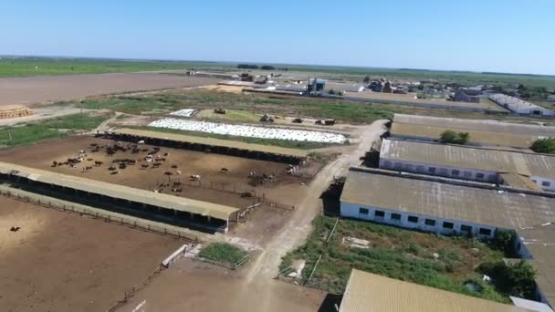 Aerial Shot Cowshed Cattle Silo Storage Bulldozers Summer Wonderful Bird — Stock Video