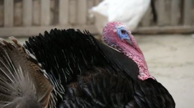 Büyük vahşi hindi yürüyüşü ve yazın güneşli bir günde açık hayvanat bahçesinde tüy yetiştirme. Büyük erkek hindinin kırmızı ibikli ve kırmızı Snood 'lu görüntüsü. Yazın güneşli bir günde açık hayvanat bahçesinde tüylerini diken diken ediyor.. 