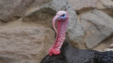 Neşeli yabani hindi yazın güneşli bir günde açık hayvanat bahçesinde dikilmiş etrafa bakıyor. Kırmızı ibikli ve kırmızı burunlu komik bir erkek hindinin güneşli yaz günlerinde açık hayvanat bahçesinde durup etrafa bakınışının muhteşem manzarası.. 