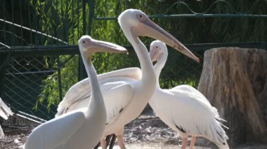 Güneşli bir günde bir hayvanat bahçesinde durup etrafa bakan bir grup beyaz flamingo uzun boyunlu ve gagalı üç güzel kuşun güneşli bir günde yeşil hayvanat bahçesi bölgesinde durup hayatlarının tadını çıkarmasını hayret verici buluyorlar..