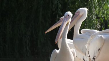 Yazın güneşli bir günde birkaç beyaz flamingo hayvanat bahçesi bölgesinde duruyor ve dinleniyor. Güneşli bir yaz gününde birkaç beyaz flamingo ayakta, etrafa bakıyor ve yeşil hayvanat bahçesinde çitlerle rahatlıyor. Çok güzel görünüyorlar..