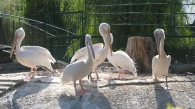 Yazın güneşli bir günde hayvanat bahçesinde dikilen beyaz flamingo sürüsü, güneşli bir yaz gününde beş beyaz flamingonun durduğu, sohbet ettiği ve salladığı güneşli bir hayvanat bahçesi bölgesinde eğlenceli ve neşeli görünüyorlar..