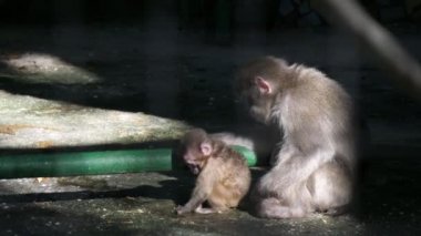 Yavru maymun oynuyor ve anne açık bir hayvanat bahçesinde güneşli bir günde ona bakıyor açık bir hayvanat bahçesinde taşlarla oynayan bebek maymunun güneşli bir yaz gününde annesi ona dikkatlice bakıyor. Güzel görünüyor..
