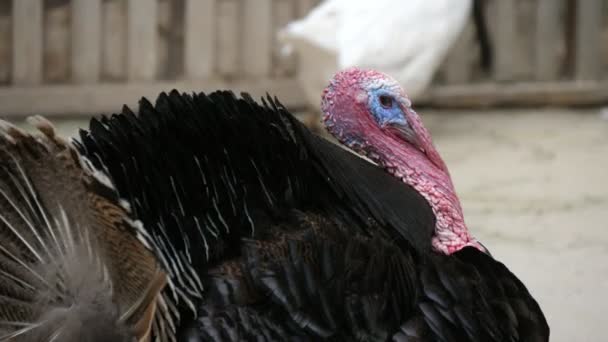 夏の晴れた日にオープン動物園で巨大な野生の七面鳥の歩行と羽を上げる赤いクレストと赤い雪の歩行と夏の晴れた日に石の地面とオープン動物園で怖がらせるためにその羽を上げると大規模な男性の七面鳥の元のビュー — ストック動画