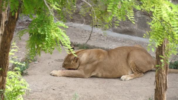 Großes Löwenweibchen Liegt Und Frisst Sommer Ein Stück Fleisch Einem — Stockvideo