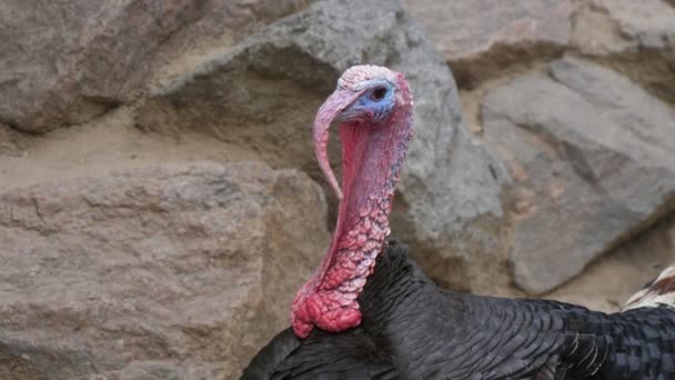 Cheery Wild Turkey Standing Looking Open Zoo Sunny Day Summer — Stock Video