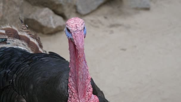 Grande Dinde Sauvage Debout Regardant Autour Dans Zoo Ouvert Jour — Video