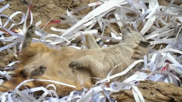 Duas Marmotas Felizes Brincando Chão Com Listras Papel Dia Ensolarado — Vídeo de Stock