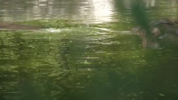 Dois Grandes Cavalos Rio Nadando Desfrutando Vida Juntos Uma Lagoa — Vídeo de Stock