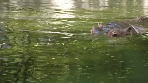 Enorme Gigante Marrom Nadando Mergulhando Uma Lagoa Jardim Zoológico Verde — Vídeo de Stock