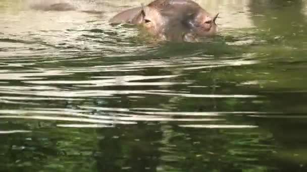 Nagy Barna Behemót Úszás Búvárkodás Állatkertben Egy Napos Nyári Napon — Stock videók