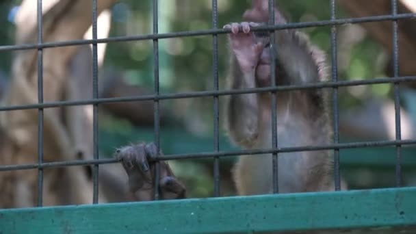 Kid Monkey Its Mother Creeping Metallic Net Fence Zoo Summer — Stock Video