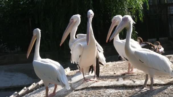 Eine Gruppe weißer Flamingos, die an einem sonnigen Tag im Sommer auf dem Zoogelände stehen Wunderbarer Blick auf fünf weiße Flamingos, die sich umsehen und das Leben in einem grünen Zoogelände mit Zaun an einem sonnigen Sommertag genießen..
