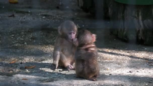 Two Baby Monkeys Playing Each Other Open Zoo Sunny Day — Stock Video