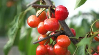 Bir sürü kırmızı ve sarı kiraz ince bir dal üzerinde, yazın bahçedeki yapraklarla birlikte güneşli bir günde ince bir dalda asılı duran bir demet kırmızı ve sarı kirazlar arasındadır. Neşeli ve güzel görünüyor. 