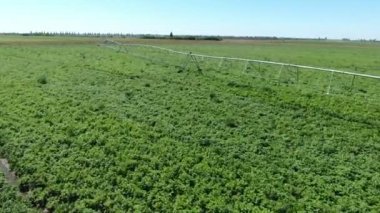 Yazın son teknoloji tarımsal yeşil patates tarlasının havadan çekilmiş görüntüsü. Düşük uçuşlu drone 'dan kontrol engelli uzun metalik tüp makinesiyle devasa bir patates tarlasının sulamasına iyimser kuş bakışı.. 