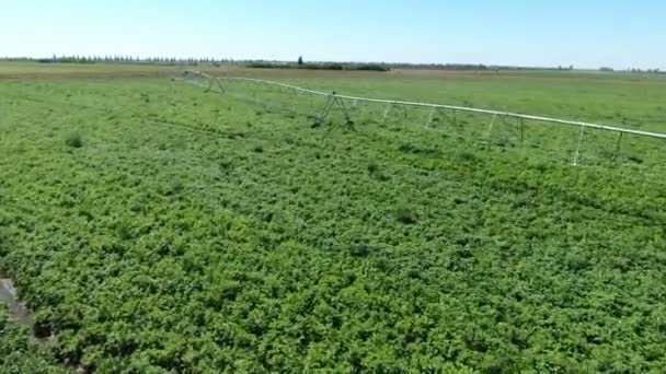 Aerial Shot Irrigation Cutting Edge Agricultural Green Potato Field Summer — Stock Video