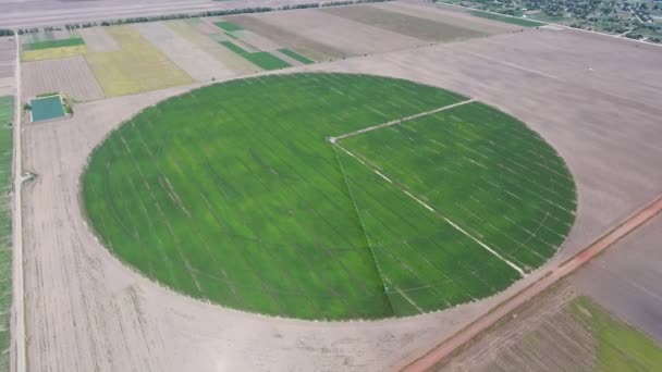Foto Aérea Una Zona Patata Verde Agrícola Redonda Irrigada Día — Vídeo de stock