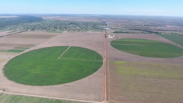 Flygfoto Bevattning Ledande Agro Grön Potatis Område Sommaren Glada Fågelperspektiv — Stockvideo