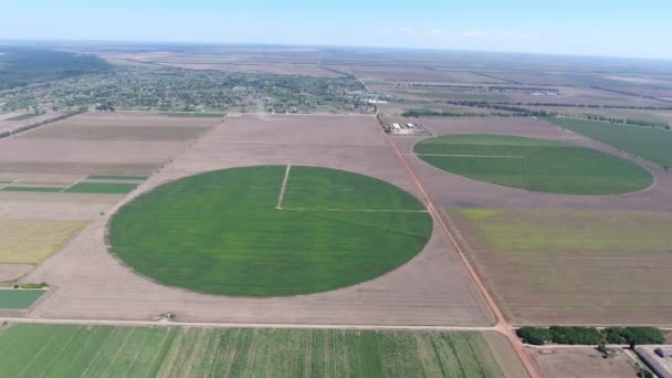 Luchtopname Van Irrigatie Van Moderne Agrarische Groene Aardappel Gebied Zomer — Stockvideo