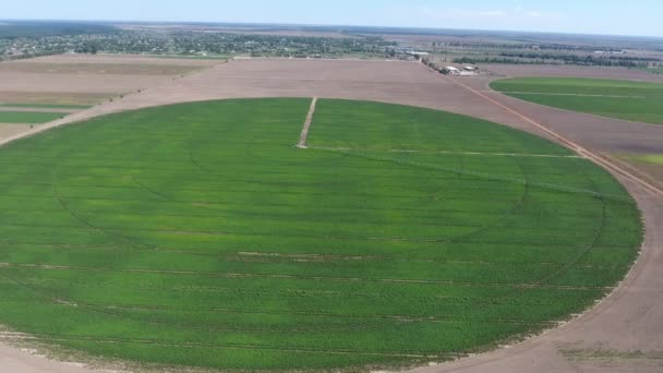 Colpo Aereo Dell Irrigazione Campi Patate Verdi Agricole Una Giornata — Video Stock
