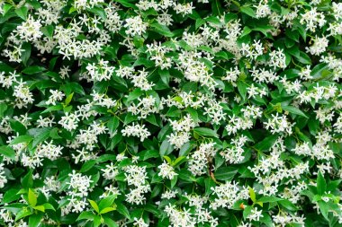 Çinli yıldız Yasemin çiçek (Trachelospermum jasminoides) çiçek duvar.
