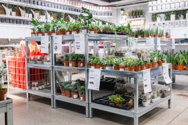 St. Petersburg, Rusya - Mart, 2019: Ev için canlı bitkiler ile zarif Ikea mobilya mağazası nın iç.
