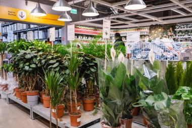 St. Petersburg, Rusya - Mart, 2019: Ev için canlı bitkiler ile zarif Ikea mobilya mağazası nın iç.