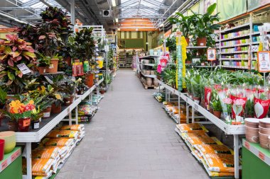 St. Petersburg, Rusya - Mart, 2019: Bir Intratuin bahçe mağazasında bitkiler