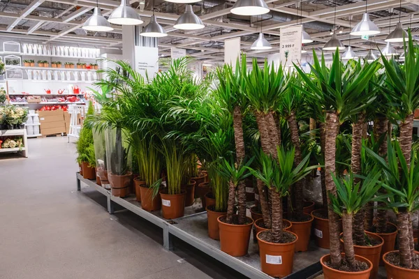 St. Petersburg, Rusya - Mart, 2019: Ev için canlı bitkiler ile zarif Ikea mobilya mağazası nın iç.
